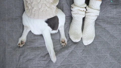 dog feet socks