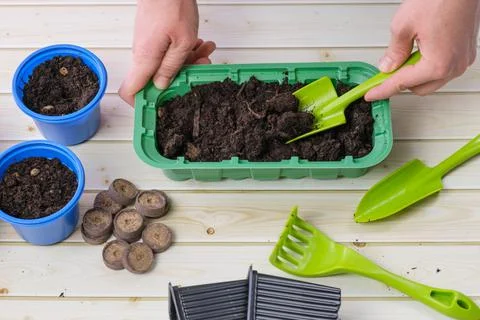 Woman fills rectangular plastic container seedling pot with soil with a shove Stock Photos