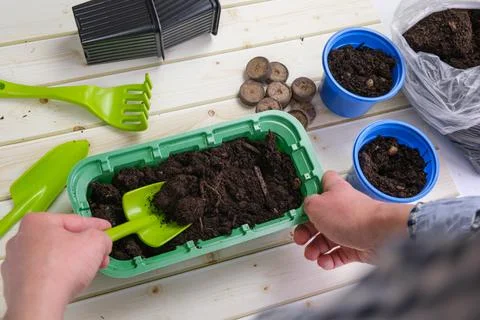 Woman fills rectangular plastic container seedling pot with soil with a shove 스톡 사진