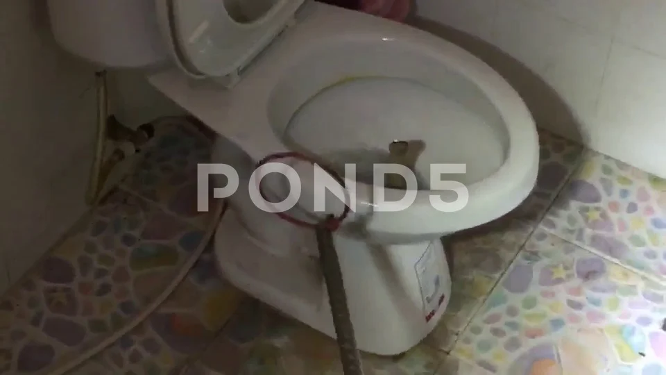 Woman Finds Snake In Toilet