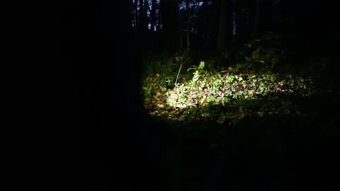 Woman with a flashlight in the night forest. Walk through the dark forest. Stock Footage 237474556