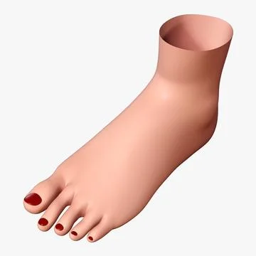Woman Foot 3D Model