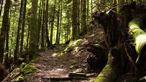 Woman into the forest Stock Footage 80661114