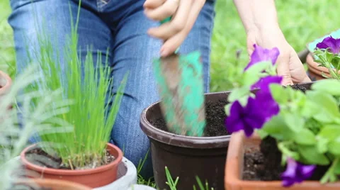 Woman gardening Stock-Footage 40503953