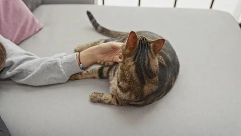 A woman gently pets a cat while lying on a couch in a cozy indoor setting, .. Stock Footage 284260144