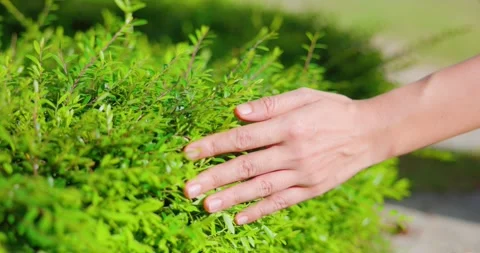 Woman is gently stroking a tree with her hands. Panning video. Concepts abo.. Stock Footage 290847966