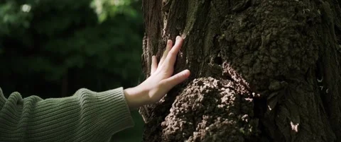 Woman gently touching tree bark in a green park Video stock 323933875