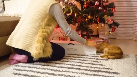 Woman with ginger cat opens present with shoes under Christmas tree. 4k Stock Footage 120874979