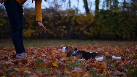 Woman give 'down' command to dog, doggy bark once and lie on ground Stockbeeldmateriaal 97652583