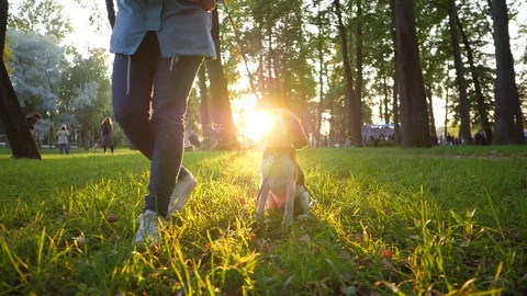 Woman give wait command to young dog, then call to heel and give snack Stock Footage 80521829