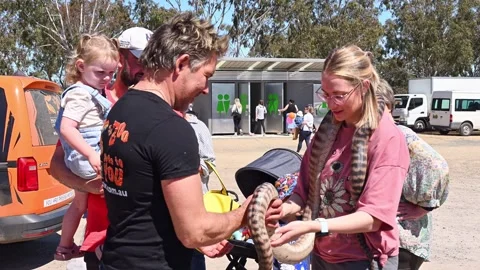 Woman given a black headed python to hold Stock Footage 322716569