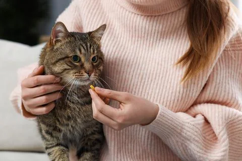 Woman giving pill to cute cat indoors, closeup. Vitamins for animal Stock Photos
