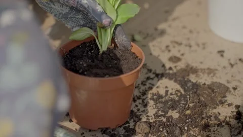 Woman in gloves adding soil into plastic pot with small plant Stock Footage 331878305