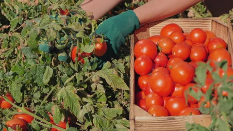 Woman in gloves picking tomatoes from the plants, close-up Stock Footage 153483179