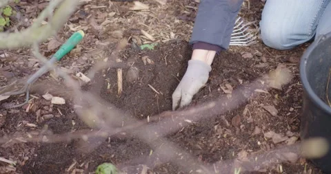 Woman with gray glove pulls a root out of the ground in the garden Stock Footage 150743345