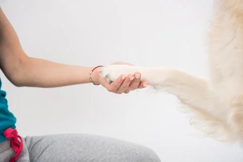Woman hand and golden retriever dog paw over white. Stock Photos