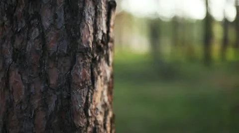 Woman hand and tree bark Stock Footage