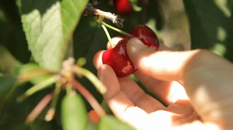 Woman hand checking cherries Stock Footage 38440629