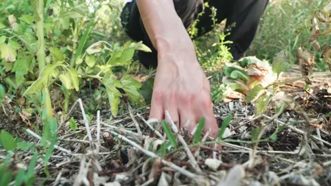 Woman hand checking soil of vegetable garden. Farming  Stock Footage 137164765