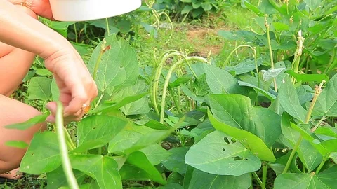 Woman hand harvesting organic vegetable in home garden Stock Footage