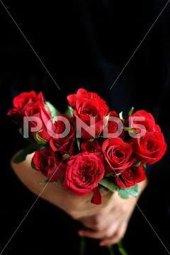 Woman hand holding a bouquet og fresh red roses Stock Photos