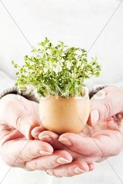 Woman hand holding cress in egg shell, close up Stock Photos