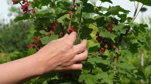Woman hand picking red currant berries from the bushes in the summer garden Video stock 235697953