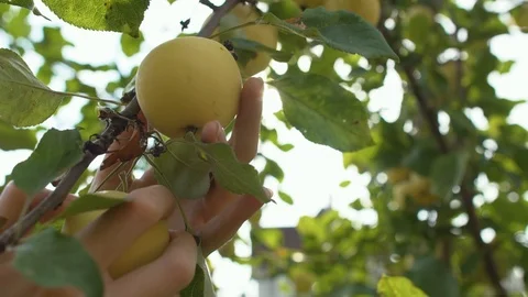 A woman hand picking a red ripe apple from the apple tree Stock Footage 98933053