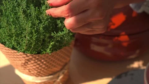 A woman hand-picking some thyme herbs to garnish a dish in a sunny kitchen Stock Footage 285264842