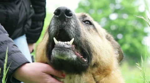 Woman hand stroking muzzle Shepherd Stock Footage 63183028
