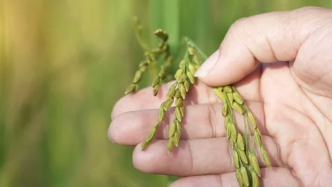 Woman hand touching checking beautiful rice plants  farm. Stock Footage 83365616