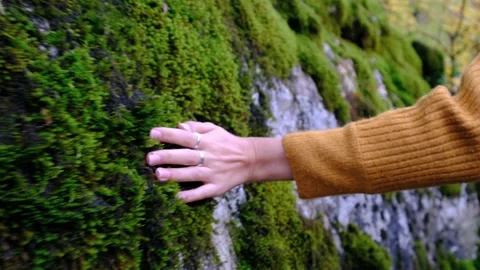 Woman hand touching softly the green moss on the wall in the forest . Stock Footage 142591553