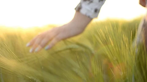 Woman hand touching wheat and walking forward on field on sunset Stock Footage