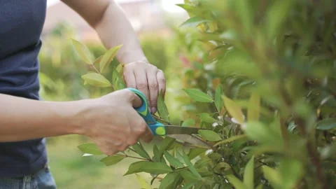 Woman hand using scissors for cutting christina tree branch Video stock 148643040