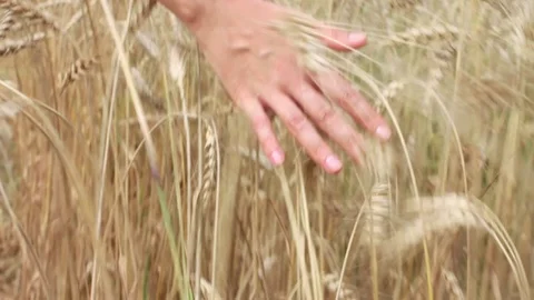 Woman hand on wheat field, rear view Stock Footage