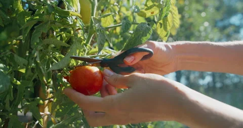 Woman hands closeup collecting organic tomatoes harvest on garden in farmland Stock Footage 208510852