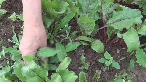Woman hands earthing beetroot sprouts closeup Stock Footage 78132818