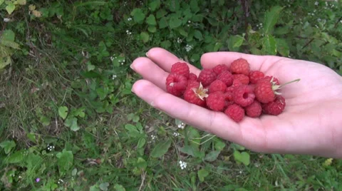 Woman hands filled with wild raspberry, red fruits, organic food, fresh berries Stock Footage 30350778
