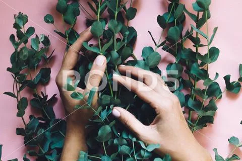Woman hands holding green Silver dollar Eucalyptus cinerea branches on pink b Stock Photos