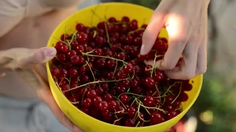 Woman hands Inspecting Red currant berry Stock Footage 67406830