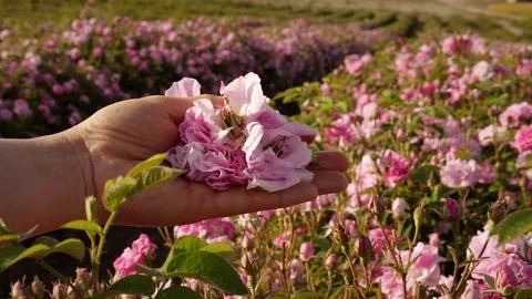 Woman hands picked Rosa damascena for perfumes and essential rose oil Stock Photos