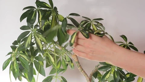 Woman hands pruning stalk from stem of Schefflera Stock Footage 123890008