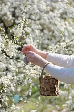 Woman Hanging Handmade Easter Egg on Blooming Tree Стоковые фото