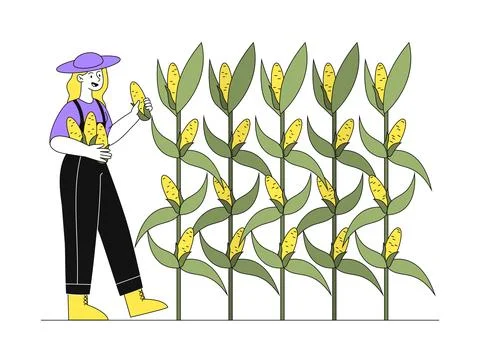 Woman harvesting corn vector linear Stock Illustration