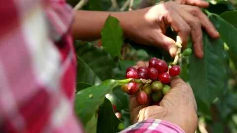 Woman harvesting red mature coffee berries Stock Footage