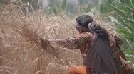 Woman Harvesting Wheat Stock Footage