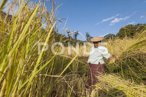 A woman harvests rice in east Bhutan near Mongar, Bhutan, Asia Stock Photos