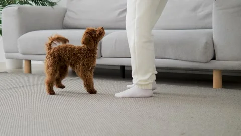 Woman is having fun training new pet at home in cozy living room. Woman gently Stock Footage 267594566