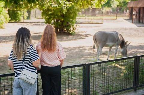 Woman with her daughter looking at wild ass in zoo Stock Photos