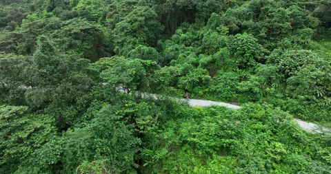Woman hiking in spring forest Stock Footage 241109341